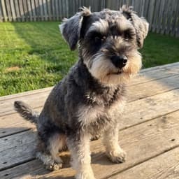 An everyday backyard snapshot of Camyu, a miniature schnauzer, sitting on a wooden deck — the kind of ordinary phone photo owners send in.